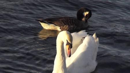 Swan Swimming