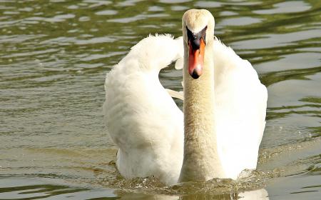 Swan Swimming
