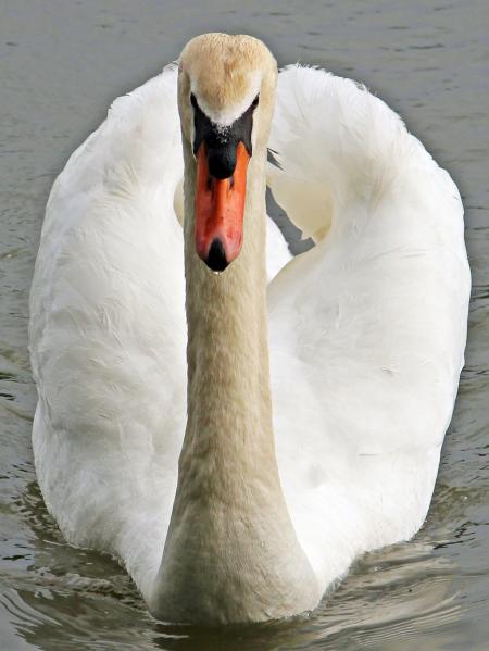 Swan Swimming