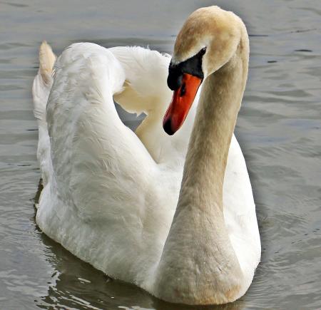 Swan Swimming