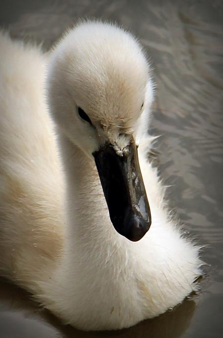 Swan Swimming