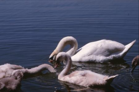 Swans
