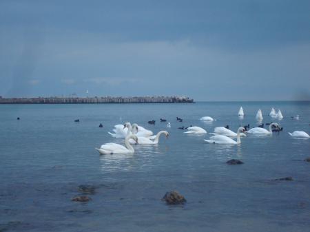 Swans at the Black Sea coast