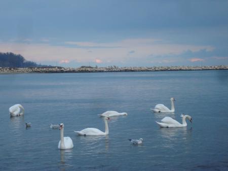 Swans at the Black Sea coast