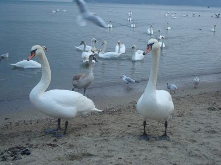 Swans at the Black Sea cost