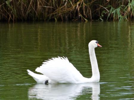 Swans at the lake