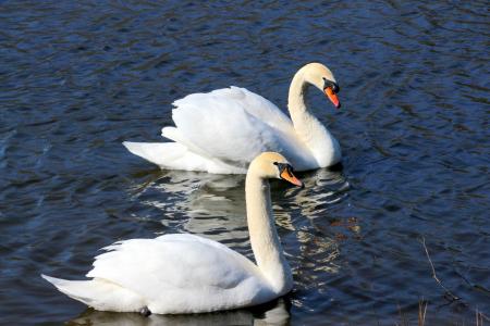 Swans in the Lake