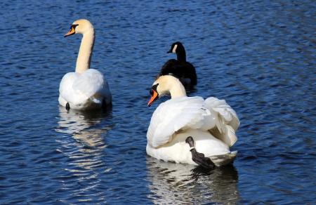 Swans in the Lake