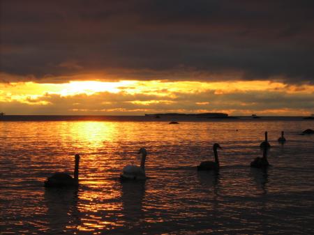 Swans in the River