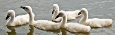 Swans Swimming