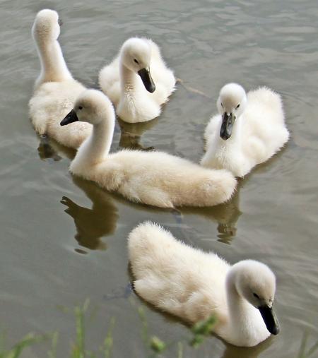 Swans Swimming