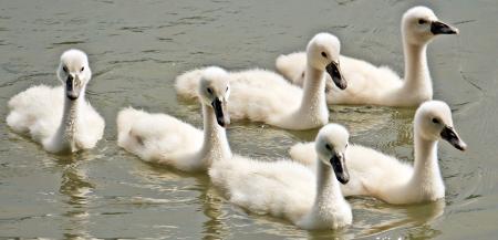 Swans Swimming