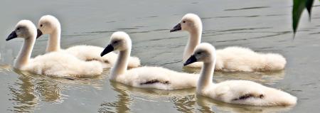 Swans Swimming