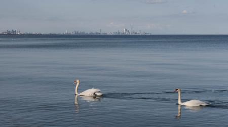 Swans Swimming