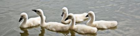 Swans Swimming