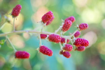 Sweet Raspberries