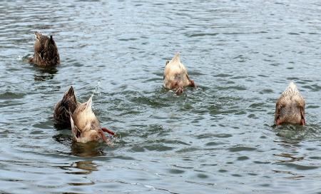 Swimmers