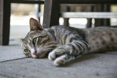 Tabby Cat Lying on Ground