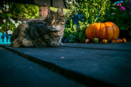 Tabby cat sitting next to pumpkin
