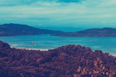 Tall Green Tree Near Body of Water at Daytime