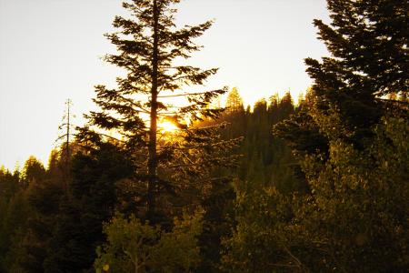 Tall Tree Between Yellow Leaf Trees during Golden Hour