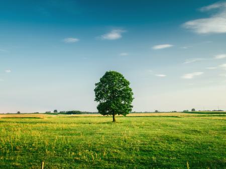 Tall Tree on the Middle of Green Grass Field during Daytime