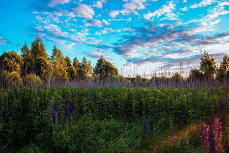 Tall Trees and Grasses
