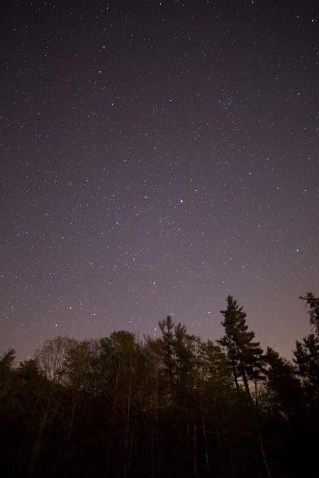 Tall Trees during Night Time