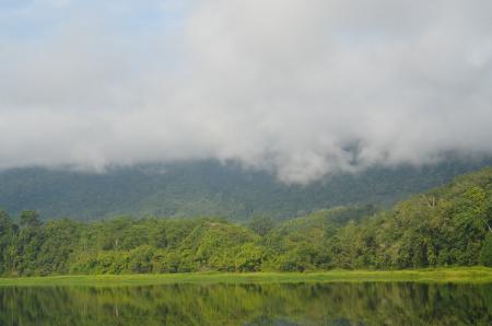 Tall Trees Near River and Mountain