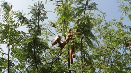 Tamarind Fruit Tree