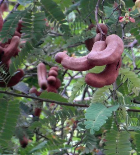 Tamarind Fruit Tree