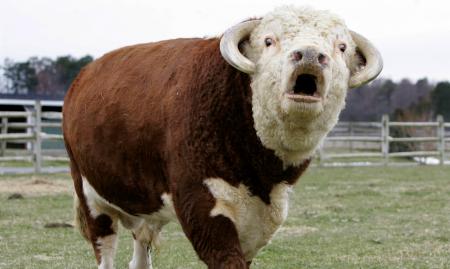 Taming the Bull