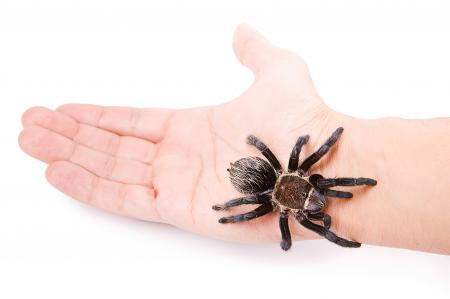 Tarantula on the Hand