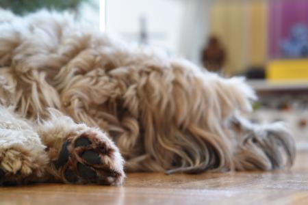 Tashi, Tibetan terrier