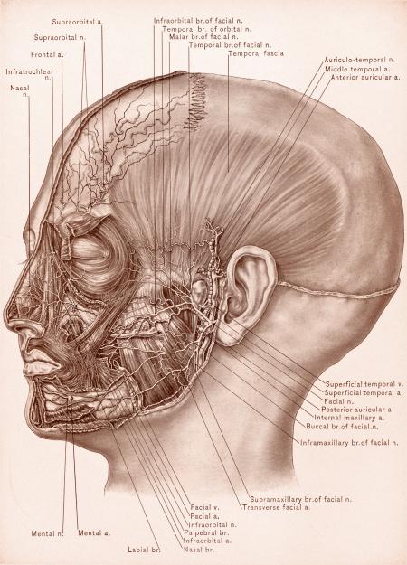 Temporal Fascia and Nerves of Face, Circ