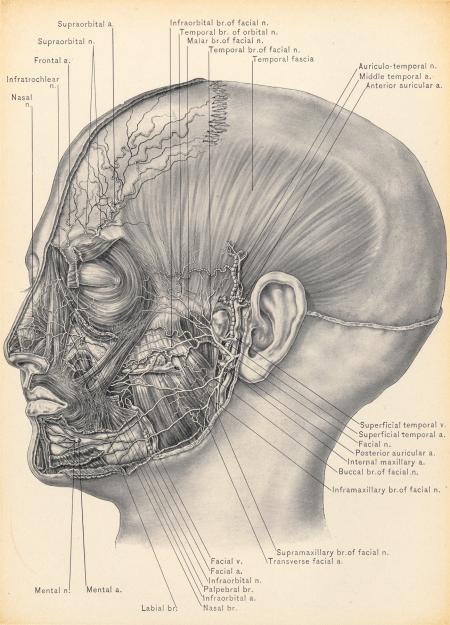 Temporal Fascia and Nerves of Face