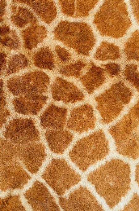 Texture of giraffe