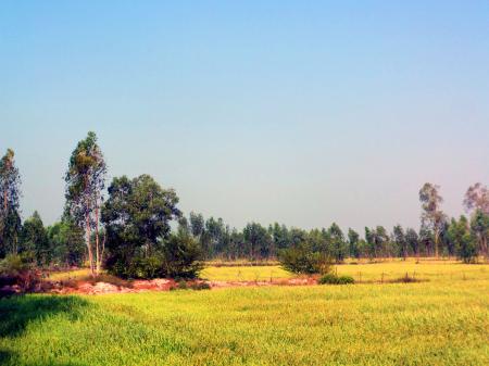 Thai rice field