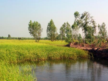 Thai rice field