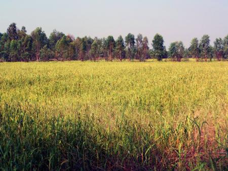 Thai rice field