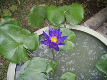 Thai water lily