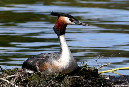 The Australasian crested grebe.
