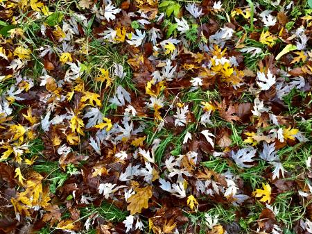 The beautiful natural autumn carpet