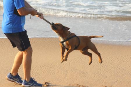The dog plays on the beach