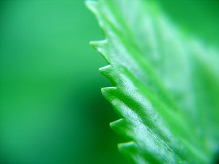 The Edge of a Small Leaf