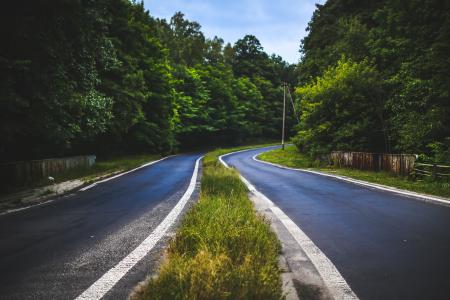 The forest road