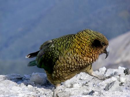 The Kea (18)