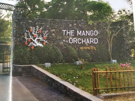 The mango orchard
