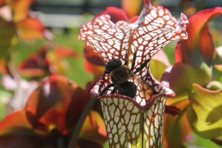 The Pitcher Plant and the Bee