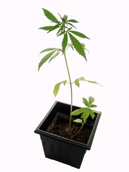 The Pot Plant